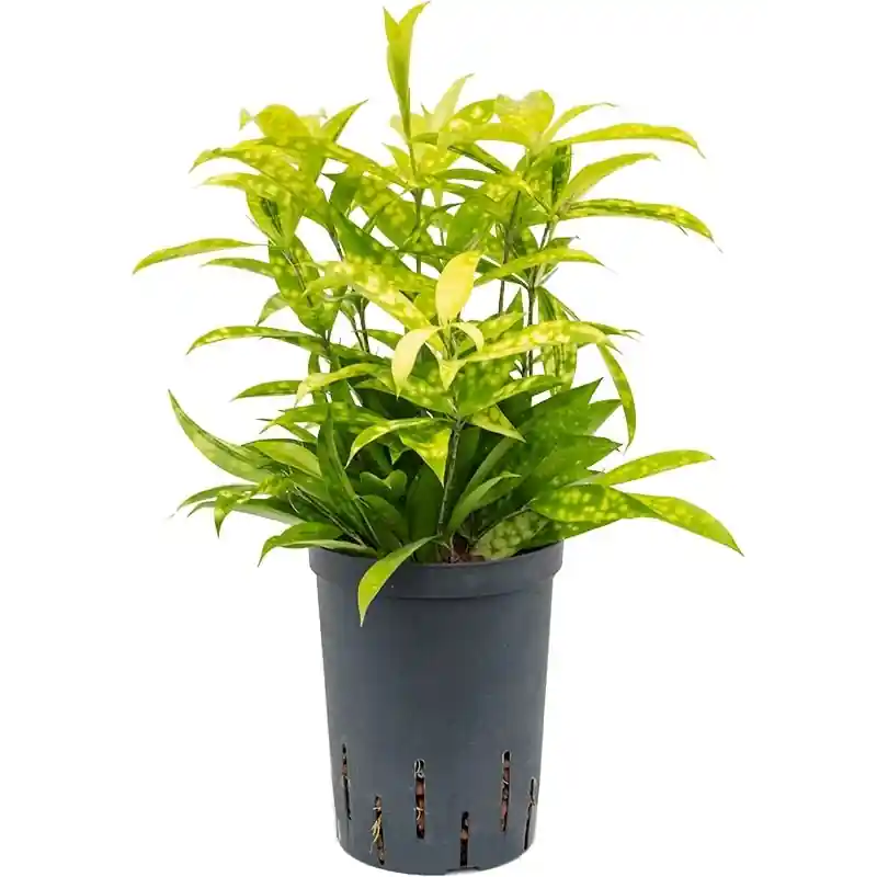 Dracaena surculosa Mike | Rechtstreeks uit de fabriek