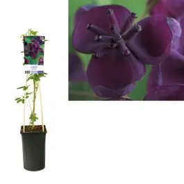 Akebia quinata - Nieuw