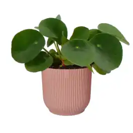 Pilea in Elho Vibes roze | Net binnen