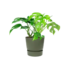 Net gelanceerd | Monstera Minima in Elho Greenville groen