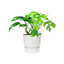 Opruiming - Monstera Minima in Elho Greenville wit