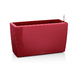 Scherp geprijsd - Cararo Rood