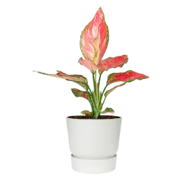 Verlaagde prijs - Aglaonema Cherry Baby in Elho Greenville wit