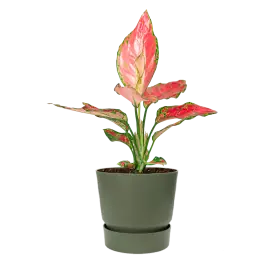 Aglaonema Cherry Baby in Elho Greenville groen | Nu beschikbaar