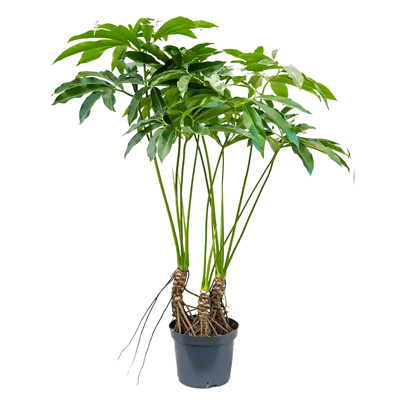 Philodendron Fun Bun - Premium