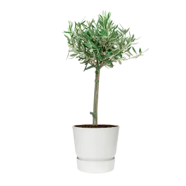 Olea Europaea small in Elho Greenville wit - Topdeal