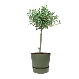 Veel gevraagd - Olea Europaea small in Elho Greenville groen