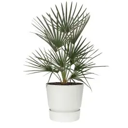 Chamaerops Humilis in Elho Greenville wit - Actie