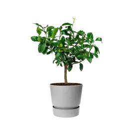 Professionele kwaliteit - Citrus Limon in Elho Greenville grijs