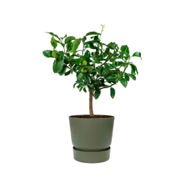 Citrus Limon in Elho Greenville groen - Gratis retourneren
