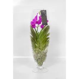 Favoriet van klanten | Vanda Orchidee roze in vaas Majestic