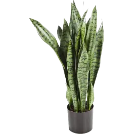 Bestseller - Sansevieria Zeylanica - kunstplant