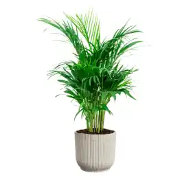 Nu kopen | Areca Lutescens in Vibes wit