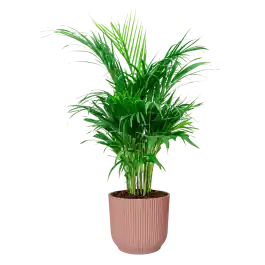 Areca Lutescens in Vibes roze - Snelle verzending