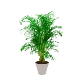 Nu beschikbaar | Areca Lutescens in Urban Loft beige