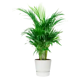 Areca Lutescens in Elho Greenville wit | Topkwaliteit