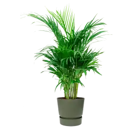 Areca Lutescens in Elho Greenville groen - Nieuw binnen