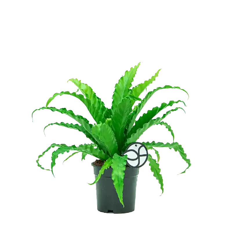 Net gelanceerd - Asplenium osaka