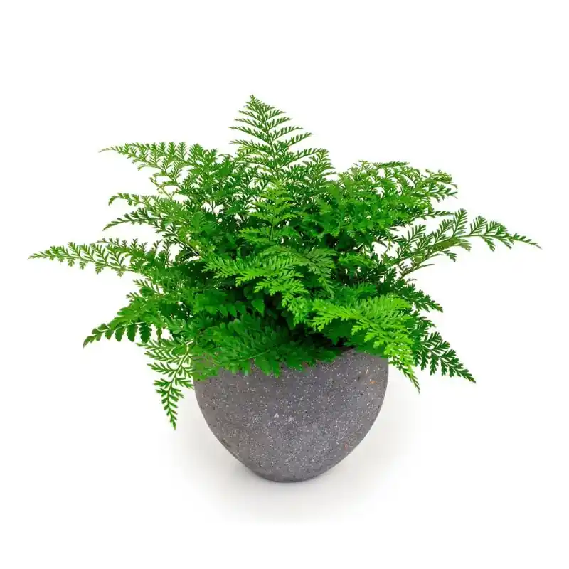 Asplenium Parvati | Koop vandaag