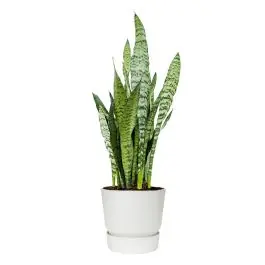 Outlet | Sansevieria Zeylanica in Greenville wit