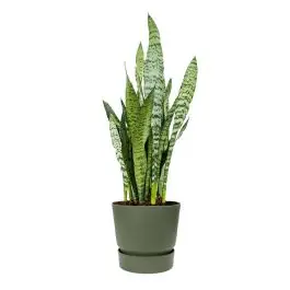 Hoog gewaardeerd | Sansevieria Zeylanica in Greenville groen