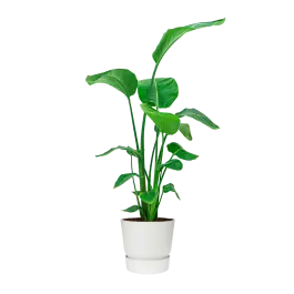 Opruiming | Strelitzia Nicolai in Greenville wit