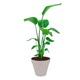 Actieprijs - Strelitzia Nicolai in Urban Loft beige