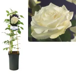 Rosa White Climber | Actie loopt bijna af