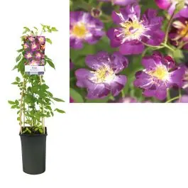 Rosa Veilchenblau | Deal