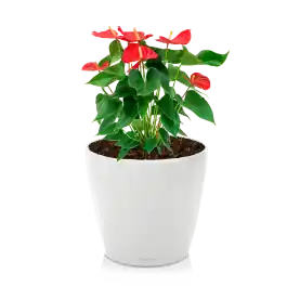 Speciale deal | Anthurium rood in watergevende Classico wit
