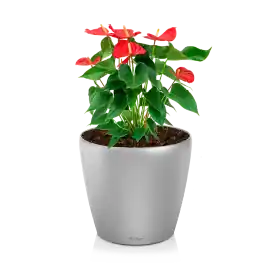 Meest verkocht - Anthurium rood in watergevende Classico zilver