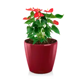 Nieuw product - Anthurium rood in watergevende Classico rood