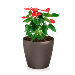 Prijs verlaagd | Anthurium rood in watergevende Classico bruin