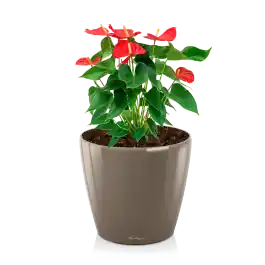 Bestelbaar - Anthurium rood in watergevende Classico taupe