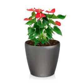 Anthurium rood in watergevende Classico antraciet - Klantfavoriet