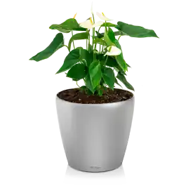 Profiteer nu | Anthurium wit in watergevende Classico zilver