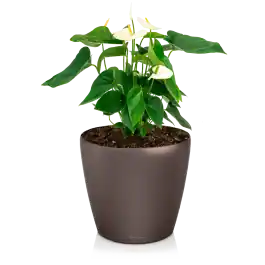 Net gelanceerd | Anthurium wit in watergevende Classico bruin