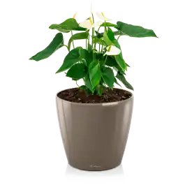 Nieuw | Anthurium wit in watergevende Classico taupe