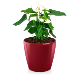 Anthurium wit in watergevende Classico rood - Sale
