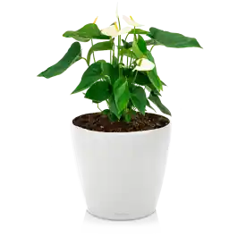 Populair | Anthurium wit in watergevende Classico wit