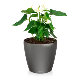 Anthurium wit in watergevende Classico antraciet - Zolang de voorraad strekt