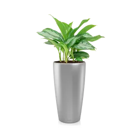 Laatste dagen - Aglaonema Silver Bay in watergevende Rondo zilver