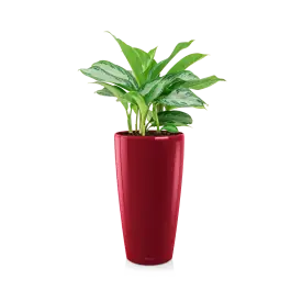 Aglaonema Silver Bay in watergevende Rondo rood | Voordelig