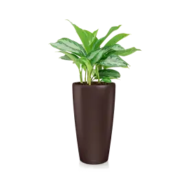 Aglaonema Silver Bay in watergevende Rondo bruin - Favoriet van klanten
