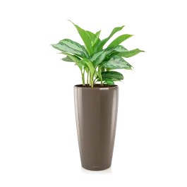 Veel voordeel | Aglaonema Silver Bay in watergevende Rondo taupe