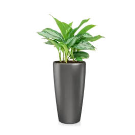 Actieprijs - Aglaonema Silver Bay in watergevende Rondo antraciet