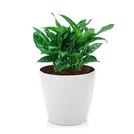 Aglaonema Maria in watergevende Classico wit | Nieuw in de shop