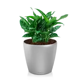 Pak je kans | Aglaonema Maria in watergevende Classico zilver