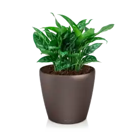 Aglaonema Maria in watergevende Classico bruin | Slechts tijdelijk