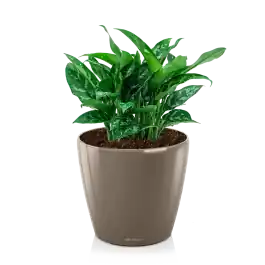 Extra voordeel | Aglaonema Maria in watergevende Classico taupe